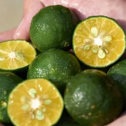 Shiseido WASO SHIKULIME Color Control Oil-Free Moisturizer 50 Ml -Molton Brown Verkaufs-Shop 1380850 Shiseido WASO SHIKULIME Color Control Oil Free Moisturizer 50 ml.6b70c924